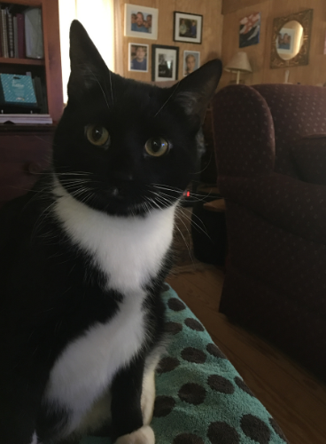 Black cat in a living room. 