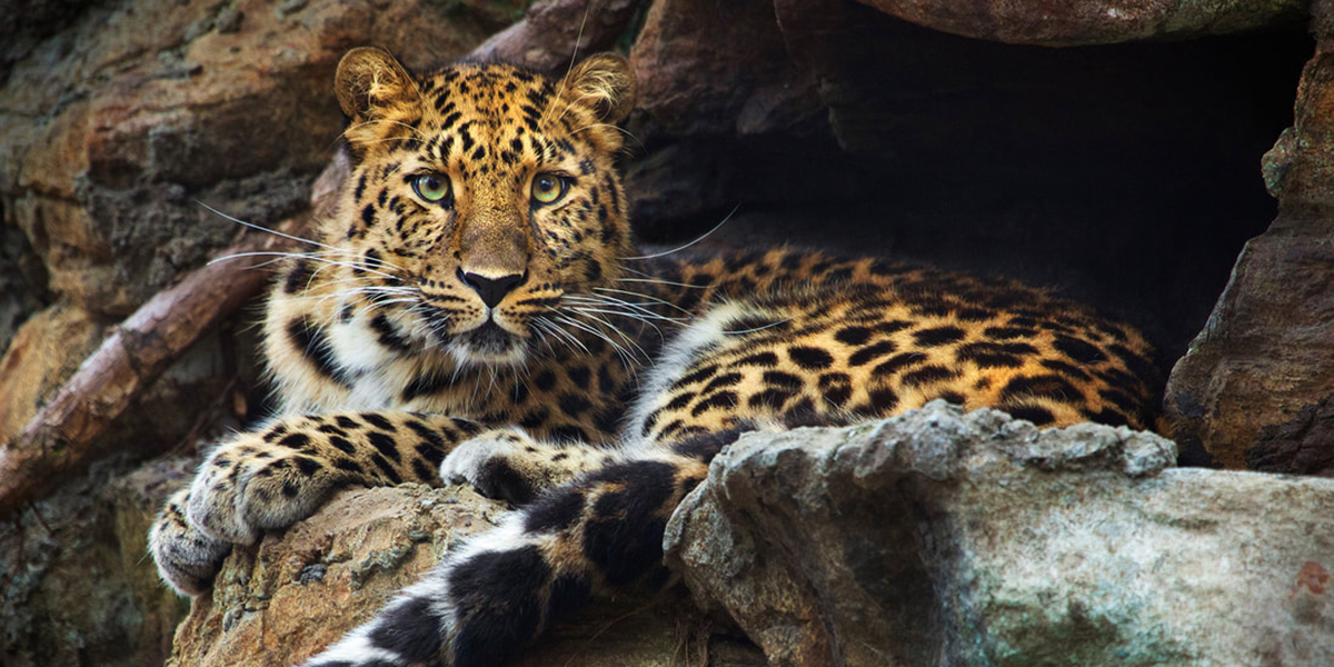 A leopard at Beardsley Zoo