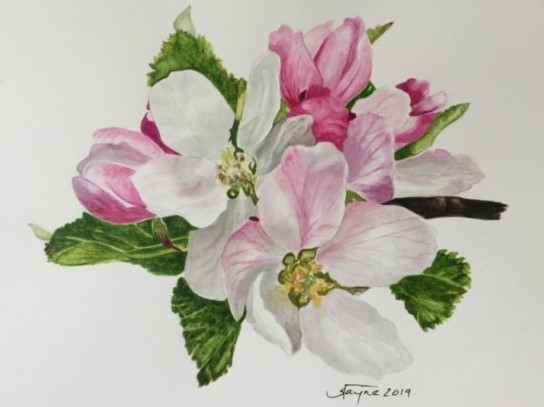 Cherry Blossoms in Watercolor by Jayne Davis