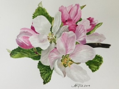 Cherry Blossoms in Watercolor by Jayne Davis