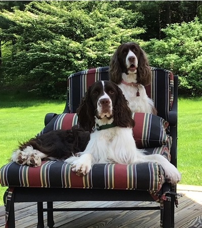 Jayne adores her dogs Wallace (front) and Zedra (back)