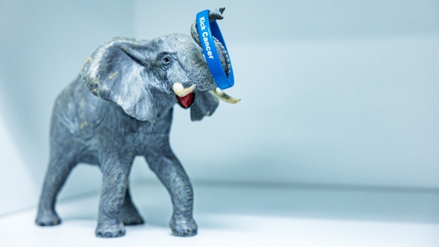 A large toy elephant carrying a symbolic colorectal cancer wristband labeled “Kick Cancer”. There are different types of treatment for colon cancer or rectal cancer including surgery, medical oncology and radiation oncology. 
