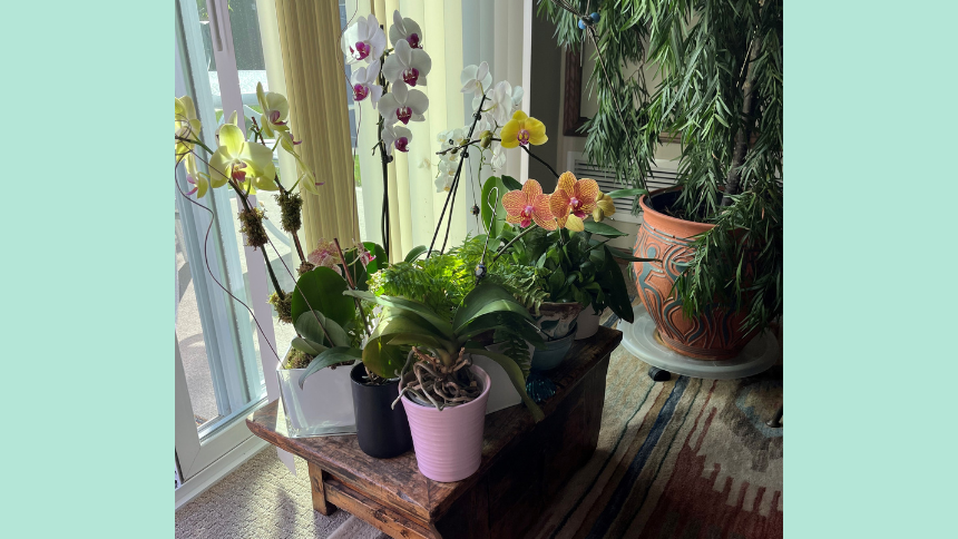 A variety of blooming orchids.