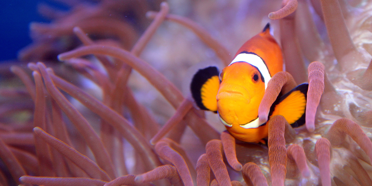 A clown fish at maritime aquarium