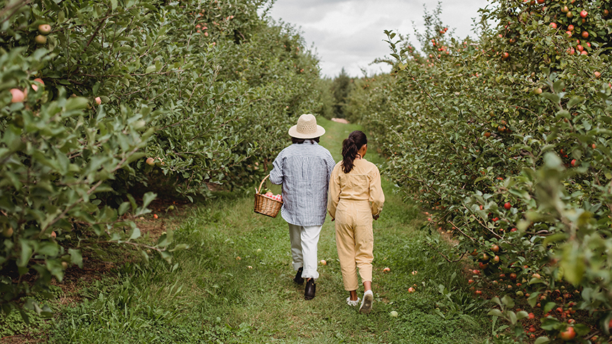 A couple, arm-in-arm, walking down a row of apple trees on a cloudy day; the man is on the left with a basket hanging from the nook of his left arm, and the woman is on the right.