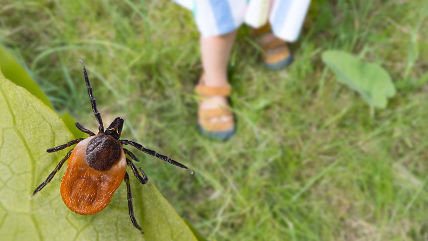 Tick sitting on a leaf looking down at someone walking