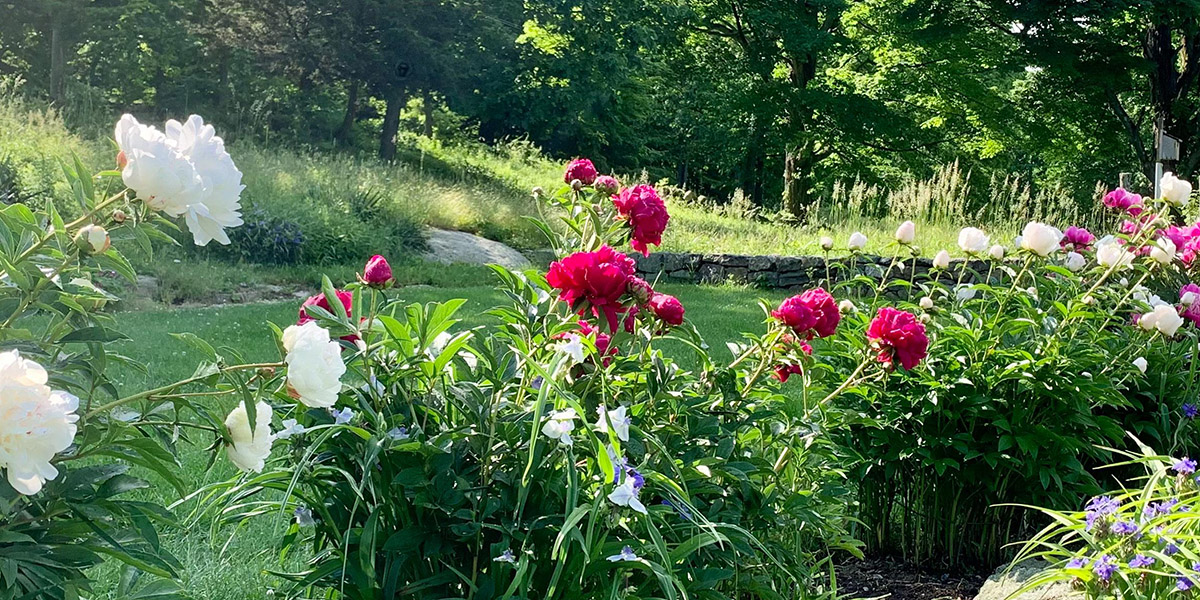 A photo of flowers at Weir Farm