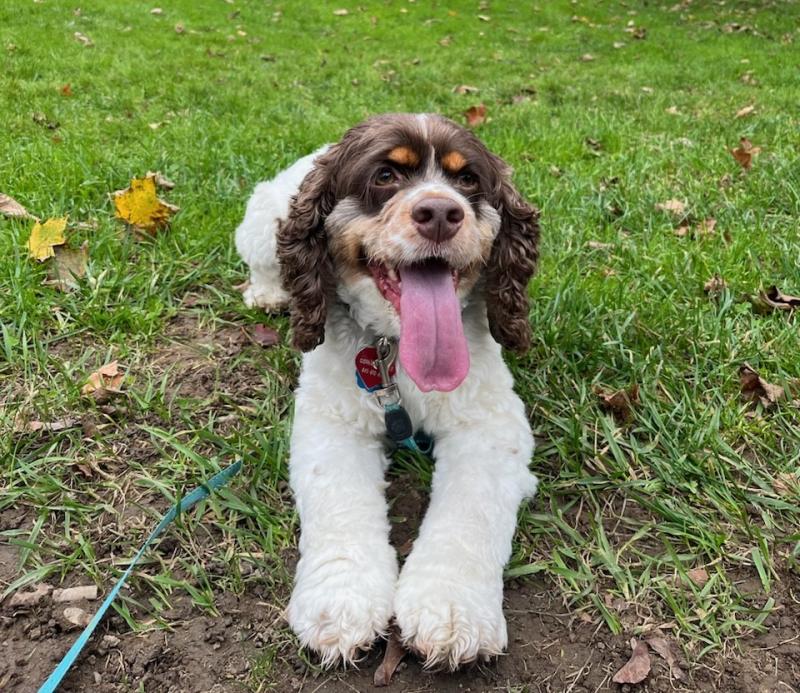 Cropped Giovanni on a walk post stroke Jodi HammellFifield VBMC Stroke Patient