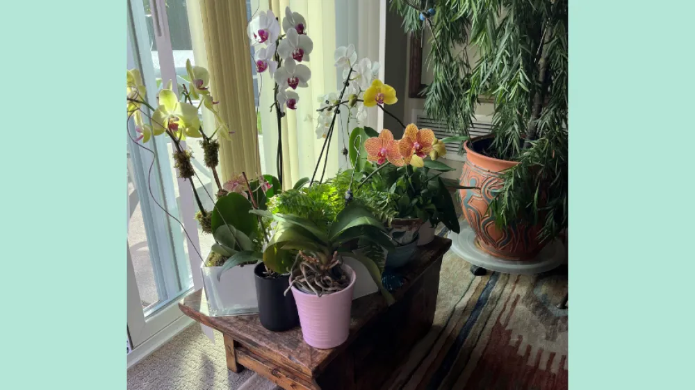 Hero Orchids Pancreatic Cancer Patient