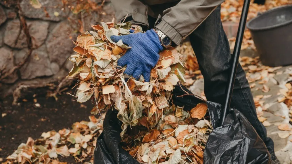 Leaf raking