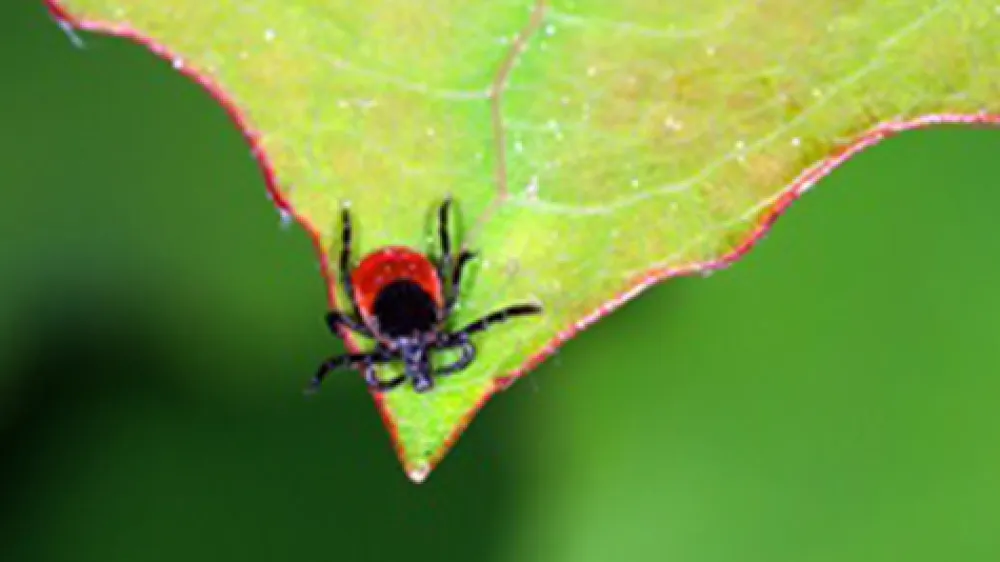 article-lyme-disease