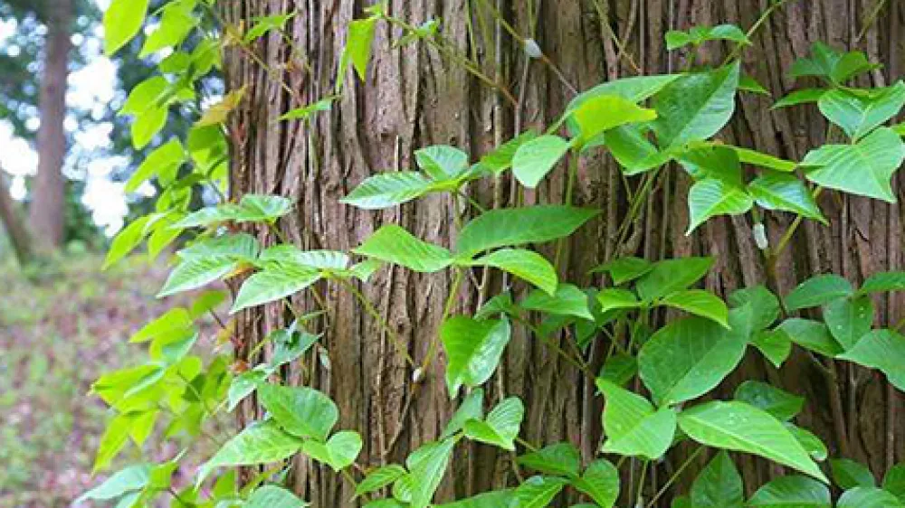 article-poison-ivy