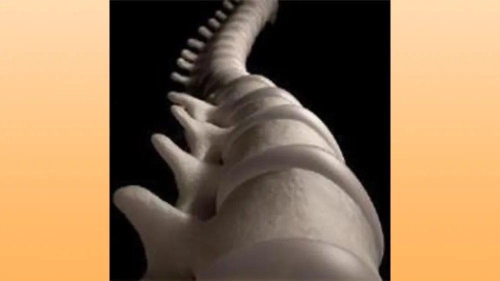 article-spinal-cord